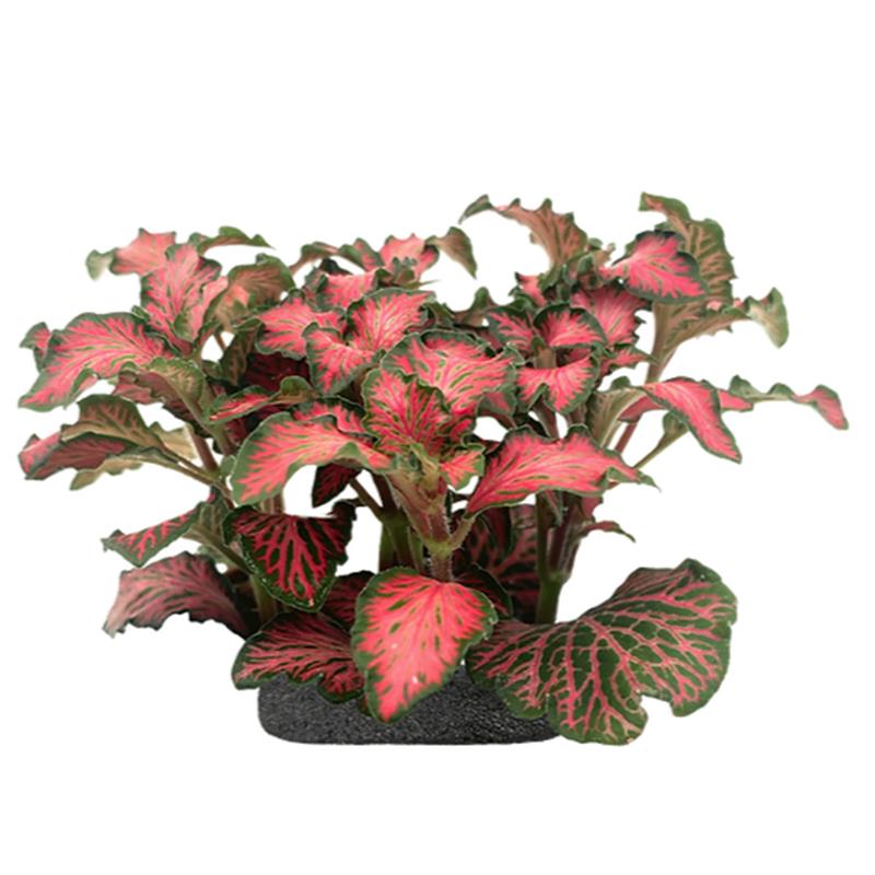 Planta terariu WIO "Nerve Plant Red Anne "Fittonia verschaffelt" - imagine 3